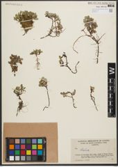 Foto von Salix L.